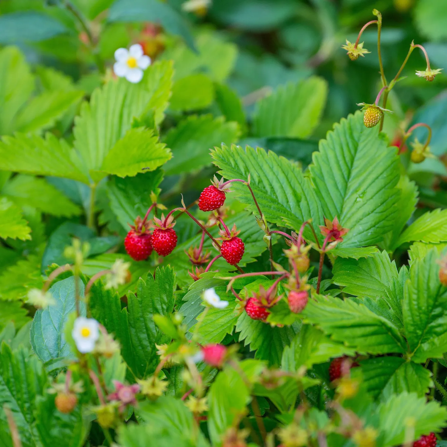 Wald-Erdbeere - Süße Ernte im Halbschatten