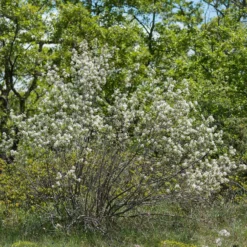 Wald-Felsenbirne - Vier Jahreszeiten in einem Strauch