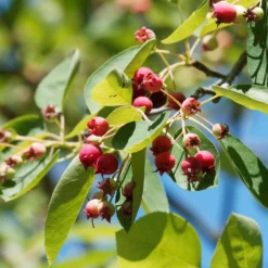 Wald-Felsenbirne - Vier Jahreszeiten in einem Strauch