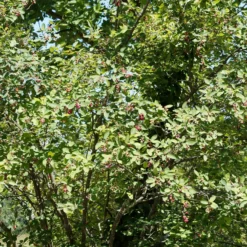 Wald-Felsenbirne - Vier Jahreszeiten in einem Strauch