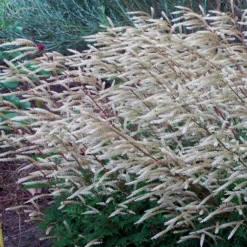 Waldgeißbart Guinea Fowl (x2) - Zarte Wolken im Halbschatten