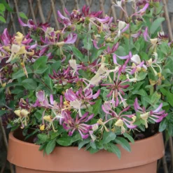 Wald-Geißblatt Chic & Choc ® - Duft & Blüten im Miniformat
