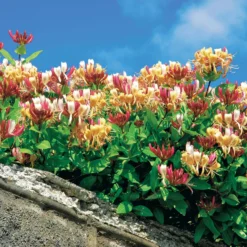 Waldgeißblatt Serotina - Duftende Blüten den ganzen Sommer