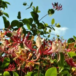 Waldgeißblatt Serotina - Duftende Blüten den ganzen Sommer