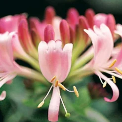 Waldgeißblatt Serotina - Duftende Blüten den ganzen Sommer