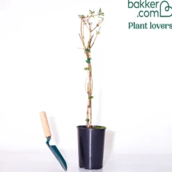 Waldgeißblatt Serotina - Duftende Blüten den ganzen Sommer