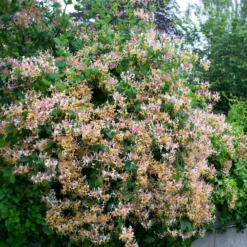 Waldgeißblatt Serotina - Duftende Blüten den ganzen Sommer