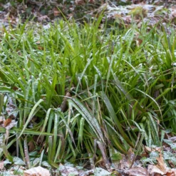 Wald-Hainsimsen - Grün, wo nichts wachsen will