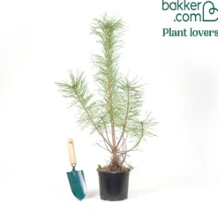 Waldkiefer - Robust und immergrün