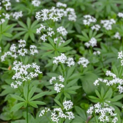 Waldmeister - Grüner Teppich im Schatten