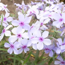 Wald-Phlox ‘Chattahoochee’ - Blaue Blüten im Halbschatten