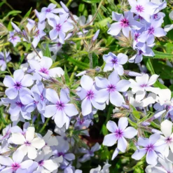 Wald-Phlox ‘Chattahoochee’ - Blaue Blüten im Halbschatten