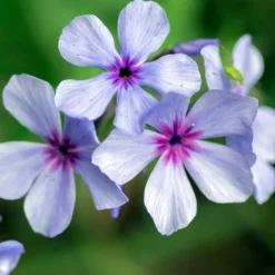 Wald-Phlox ‘Chattahoochee’ - Blaue Blüten im Halbschatten