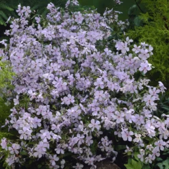 Wald-Phlox ‘Clouds of Perfume’ - Duftteppich in Violett