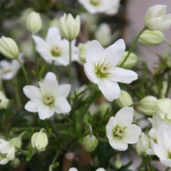 Waldrebe Early Sensation - Weiße Blüten schon im Winter