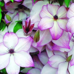 Waldrebe Fond Memories - Blüten von Juni bis Oktober