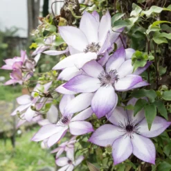Waldrebe Fond Memories - Blüten von Juni bis Oktober