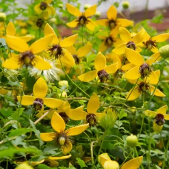 Waldrebe ‘Golden Tiara’® - Goldene Glocken den ganzen Sommer