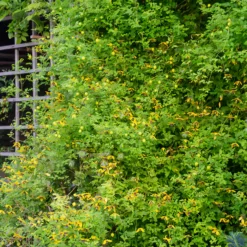 Waldrebe ‘Golden Tiara’® - Goldene Glocken den ganzen Sommer