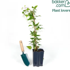 Waldrebe ‘Hagley Hybrid’ - Rosa Blütenwand im Nu