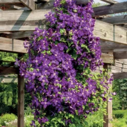 Waldrebe 'Jackmanii' - Blütenwand in Violett