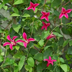 Waldrebe Lady Diana ® - Pinke Glocken den Sommer lang