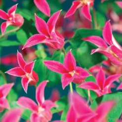 Waldrebe Lady Diana ® - Pinke Glocken den Sommer lang