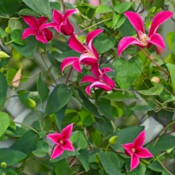 Waldrebe Lady Diana ® - Pinke Glocken den Sommer lang