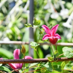 Waldrebe Lady Diana ® - Pinke Glocken den Sommer lang
