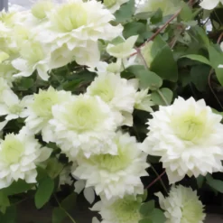 Waldrebe ‘Manju’® - Zweifarbige Blüten bis Herbst