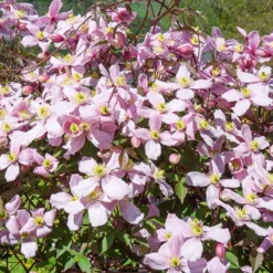 Waldrebe Mayleen - Duftende Blütenwand in Rosa