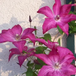 Waldrebe ‘Nancy’ (Jour de la Terre®) - Buschige Blüten ganz einfach