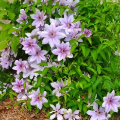 Waldrebe 'Nelly Moser' - Blüten so groß wie Hände