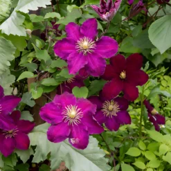 Waldrebe ‘Niobe’ - Tiefrote Blüten am Zaun