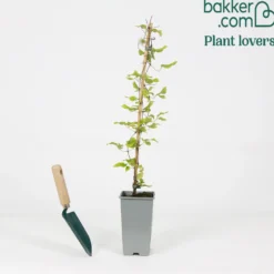 Waldrebe 'Olympia' - Blüten satt am Zaun