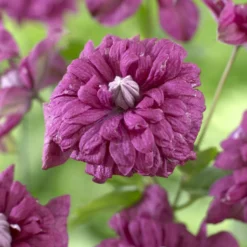 Waldrebe Purpurea plena elegans - Volle Blüten, echter Blickfang