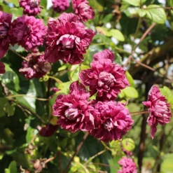 Waldrebe Purpurea plena elegans - Volle Blüten, echter Blickfang