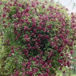 Waldrebe Purpurea plena elegans - Volle Blüten, echter Blickfang