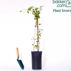 Waldrebe Purpurea plena elegans - Volle Blüten, echter Blickfang