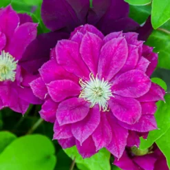 Waldrebe ‘Red Star’ - Rote Blüten, schnell und leicht