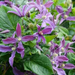 Waldrebe Saphyra® Estrella - Blaue Blüten den ganzen Sommer