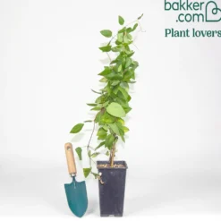 Waldrebe Saphyra® Estrella - Blaue Blüten den ganzen Sommer