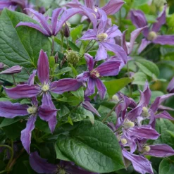 Waldrebe Saphyra® Estrella - Blaue Blüten den ganzen Sommer