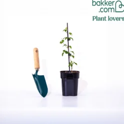 Waldrebe 'Taiga' - Zweifarbige Blüten am Zaun