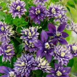Waldrebe 'Taiga' - Zweifarbige Blüten am Zaun