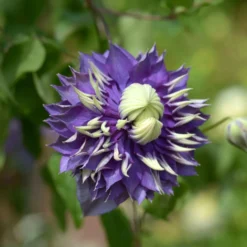 Waldrebe 'Taiga' - Zweifarbige Blüten am Zaun