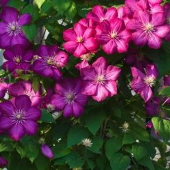 Waldrebe ‘Ville de Lyon’ - Leuchtend pink im Sommer