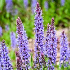 Waldsalbei Blauhügel - Blaue Blütenpracht ganz easy