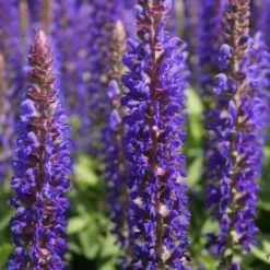 Waldsalbei Blue Bouquetta - Blaue Blüten den ganzen Sommer