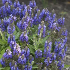 Wald-Salbei Marcus - Blaue Blüten den ganzen Sommer